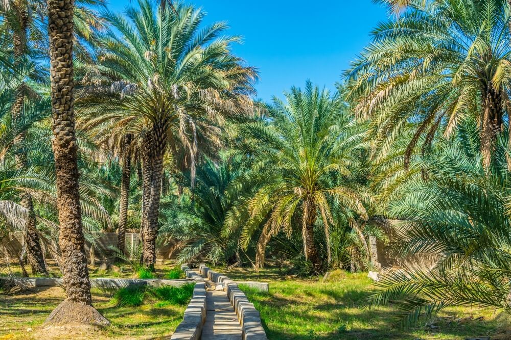 Al Ain Oasis places to visit in Abu Dhabi