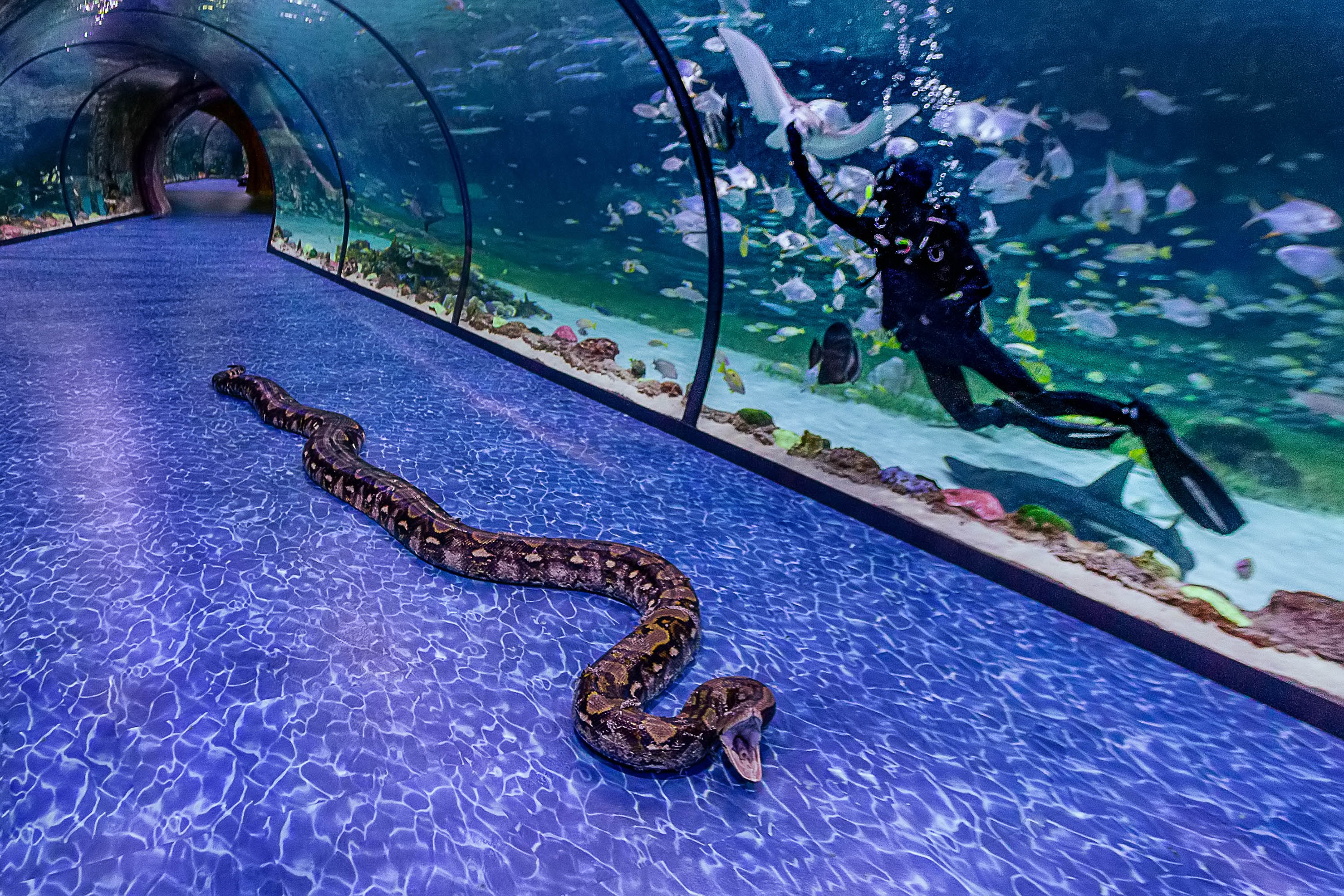 explore all the essential details that will lead you to an adventurous and fun-filled day at the National Aquarium Abu Dhabi.